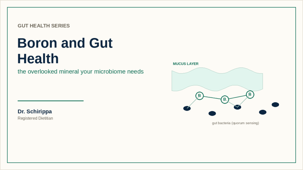 Diagram showing boron's role in gut bacteria communication and the intestinal mucus layer