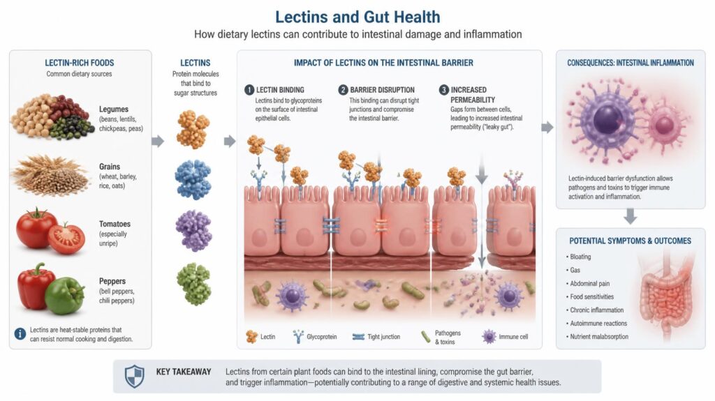 Lectins and Leaky Gut: What They Are, How They Damage the Gut Lining, and What the Research Actually Shows Diagram showing how dietary lectins bind to intestinal epithelial cells and disrupt tight junctions, leading to leaky gut