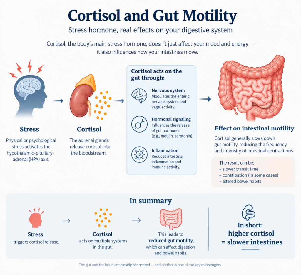 Illustration of the gut-brain axis showing how cortisol affects gut motility